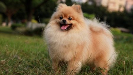 Lahat ng tungkol sa mga aso lahi Spitz