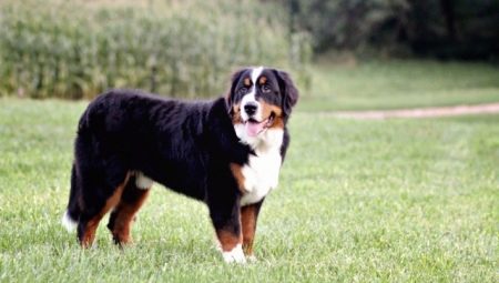 All about alpine shepherds