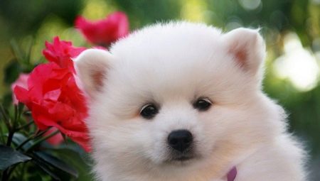 Japanese spitz: description ng lahi, mga pagpipilian sa kulay at mga alituntunin ng pangangalaga