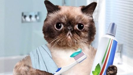Toothpaste for cats: types, choices and tips for using