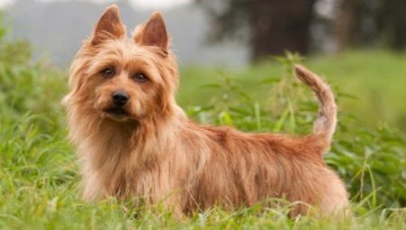 Australian Terriers: paglalarawan at nilalaman ng lahi