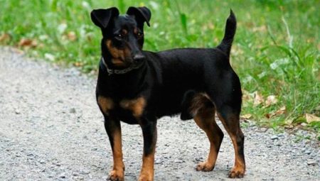Black Jack Russell Terrier: mga tampok ng hitsura at mga tuntunin ng nilalaman