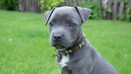Blue Staffordshire Terrier: kung paano ito hitsura at kung paano sa pag-aalaga para sa mga ito?