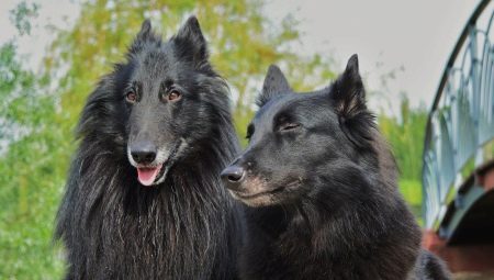 Grunendal: breed description and content