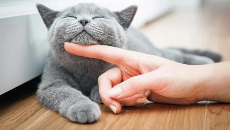 How to care for a kitten and an adult cat?