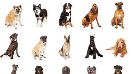 Which dog is better to have in the apartment and private house?