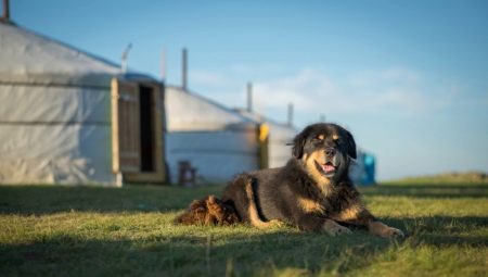 Mongolian Shepherd: breed description, nature and content