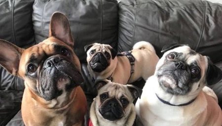 Pug and French Bulldog: whom to choose?