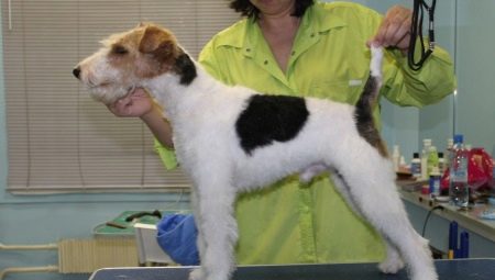 Mga tampok ng fox terrier na pinutol