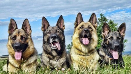 Sheepdogs: types, characteristics, choices and tips for care