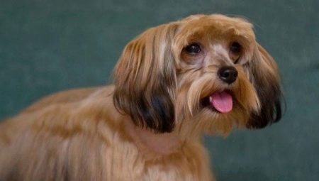 Petersburg orchids: features of the dog breed, temperament and care