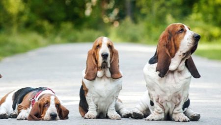 Ang iba't ibang mga breed ng aso na may mahabang tainga