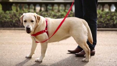 Harnesses for dogs: isang paglalarawan ng species, kung paano piliin ang laki at sanayin ang aso?