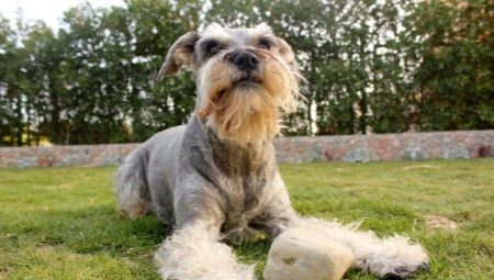 Dogs with a beard: types and their characteristics, selection and care