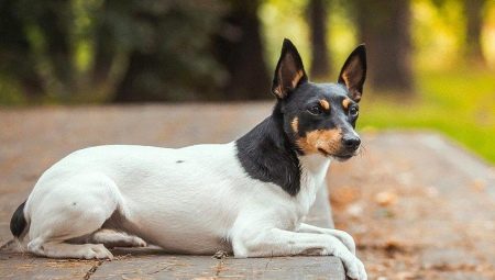 Laruang Fox Terrier: paglalarawan at mga tip para sa pag-aalaga