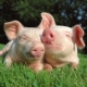 Lalaki Capricorn ipinanganak sa Taon ng Pig: mga katangian ng pagkatao at pagiging tugma sa pag-ibig