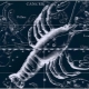 Male Cancer, born in the year of the Bull: characteristic and compatibility