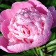 Peonies: ano ang sinasagisag nila at kung paano ilalagay ang mga ito sa feng shui?