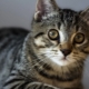 American Wire-haired Cat: breed features