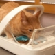 Mga awtomatikong feeders para sa mga pusa: mga uri, mga panuntunan sa pagpili at produksyon