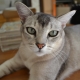Asian cat: description and character of the breed, its contents