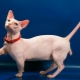 Bambino: a description of cats and cats, care and feeding