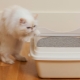 Bentonite cat litter: the pros, cons and choice