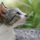 Brazilian Shorthair Cat: Breed Description and Content Features