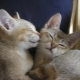Burmilla: cat features, conditions of detention and breeding