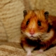What you need to keep a hamster?