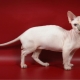 Dalf: breed features and rules of care for cats