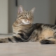 European cats: characteristics, choices and rules of care