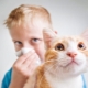 Hypoallergenic cats and cats: breeds, especially the choice and content