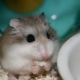 Homiak Roborovsky: description, characteristics of the content and breeding