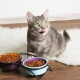 What makes cat food and which composition is better?