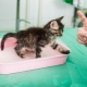 How to quickly teach a kitten to the tray without a filler?