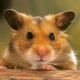 How to find a hamster in the apartment if he escaped from the cage?