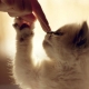 How to wean a cat from cat food?