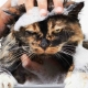 How to wash the cat if it is afraid of water and scratched?