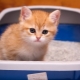 How to teach a kitten to the tray?