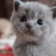 How to care for a British kitten and an adult cat?