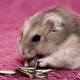 How to care for a hamster?