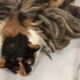 How at home to remove mats from a cat?