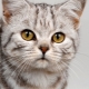 How to choose nicknames for cats boys?