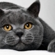 What kind of food is suitable for cats of British breed?