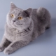 Cartesian cats: breed features, nature and rules of care