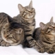 Chinese cats: types and nuances of content
