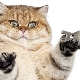 Cat nail cutters: types, features of choice and operation