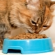 Feed for premium kittens: composition, manufacturers, tips on choosing