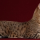 Usher's cat: features and rules of content